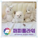 강아지분양 애견분양 퍼피플라워 중랑점 이미지