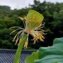 선문염송설화 이미지