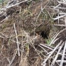 여왕벌민박 이미지