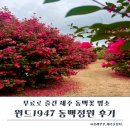 1947 | 아이와 무료로 즐긴 제주 동백꽃 명소｜윈드1947 동백정원 산책 후기