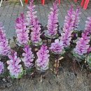 첨단내촌로 이미지