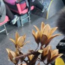 참중나무 | 참죽나무