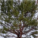 용산-375 이미지