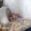 대구곤충마트 | 대구곤충마트 방문 후기, 파충류샵으로도 손색없는 곳