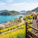 군내개인택시 | 남해 봄 여행 2026: 벚꽃 명소 &amp; 2박3일 코스 총정리