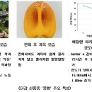 단감 재배기술 정보 이미지