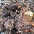 토란식당 이미지