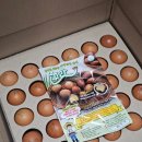 쥴리앤벨라 이미지