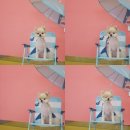 멍냥이발소 네이버블로그