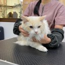 쥬디캣(Judy Cat) 이미지