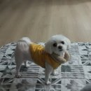 선녀와 강아지 이미지