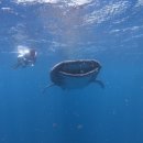 더 플라야 이미지