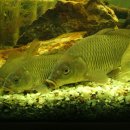 고기나라 이미지