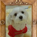 뽀삐뽀삐 이미지