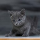 집사의 하루 대구점 이미지