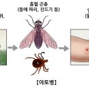 야토병[Tularemia감염성 질환] 이미지