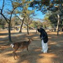 사슴집 | 오사카 나라 고베 버스투어 사슴공원 당일치기 후기