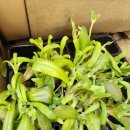 리빙스턴 작은도서관 이미지