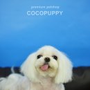 체리애견 이미지