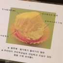 남해 먹거리 기념품 특산물 선물용 [남해 보물섬 유자빵] 가격