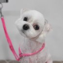 센트럴 펫살롱 이미지