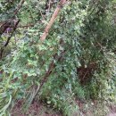 가야농원 이미지