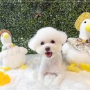 블링블링슈가 이미지