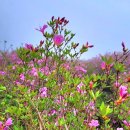 황매산식당 이미지