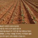 마코해남점 | 와우장터: 꿀고구마 채식보쌈 고구마백김치보쌈 생고구마백김치샐러드 암식이요법 암예방 5분레시피