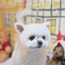 포동이 펫살롱 이미지