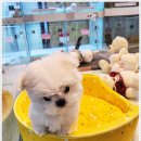 미니퍼피 이미지