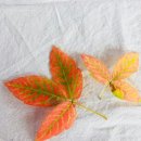 트니트니유치원 이미지