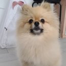 봄날의 댕댕이 네이버블로그