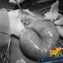 마리동물의료센터 이미지