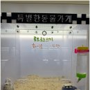 특별한동물가게 평택점 | [경기/평택] 햄스터, 토끼, 기니피그 등 이색동물 분양 및 구경하기 좋은 '특별한동물가게 평택점'