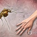 작은모기여 연합뉴스