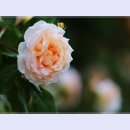 곡성-036 티스토리
