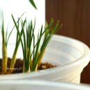 리멤버런스 이미지