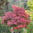 미륵송계로 | 월악산 송계야영장 단풍놀이 캠핑 후기