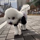 힐링독 반려견센터 이미지
