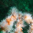 제주연안 연산호 군락지 이미지