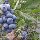 미산농원 이미지