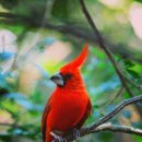 Vermilion cardinal 😍😍 이미지