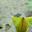 나비잠자리 이미지