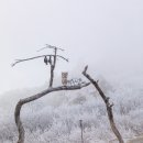 2026년14일[수]발왕산 상고대!! 케이블카타고~ 평창 실버벨교회와 양떼목장 눈꽃여행!! 이미지