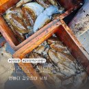 삼영호 | 신진도 삼영호 먼바다 갑오징어 낚시 다녀왔어요