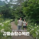 구터미널 쉼터 | 강릉 가족여행 가볼만한곳, 강릉솔향수목원 수국 산책로 입장정보