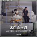하천 영상감시 CCTV | 타포(Tapo) 홈캠 설치 후기 펫캠 강아지 펫 CCTV 추천