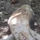 열려라 참깨 이미지