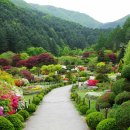2021-05-23(일)동양최대 정원식 수목원 아침고요수목원-낭만의 섬 남이섬 봄꽃축제여행 이미지